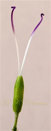  Pistil